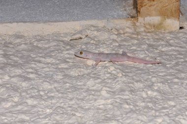 Ptyodactylus ya da Fantoed Gecko, Sharm El-Sheikh, Mısır 'da bir otelin lobisinde.