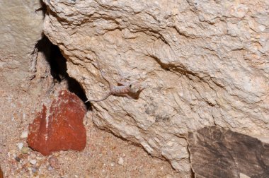 Ptyodactylus ya da Fantoed Gecko, Sharm El-Sheikh, Mısır 'da bir otelin lobisinde.