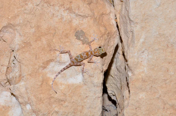 埃及沙姆沙伊赫一家旅馆大堂的Ptyodactylus或Fantoed Gecko — 图库照片
