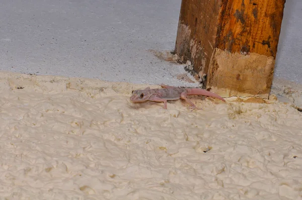 Ptyodactylus Fantoed Gecko Lobby Hotel Sharm Sheikh Egito — Fotografia de Stock