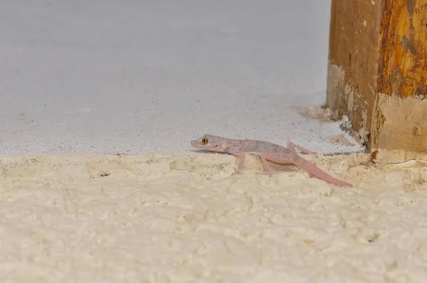 Ptyodactylus Nebo Fantoed Gecko Hale Hotelu Sharm Sheikh Egypt — Stock fotografie