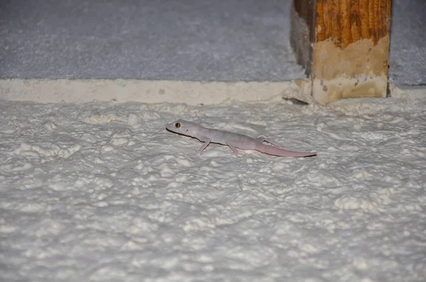 Ptyodactylus Atau Fantoed Gecko Lobi Hotel Sharm Sheikh Mesir — Stok Foto
