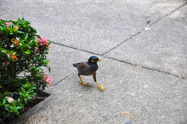 stock image Common lane, or locust starling begging on the summer terrace of the restaurant, Phuket, Thailand