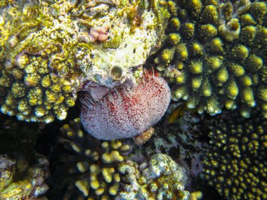 Kızıldeniz 'in mercan kayalıklarında deniz kestanesi, Hurghada, Mısır