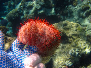 Kızıldeniz 'in mercan kayalıklarında deniz kestanesi, Hurghada, Mısır