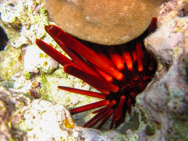 Seeigel Korallenriff Des Roten Meeres Hurghada Ägypten — Stockfoto
