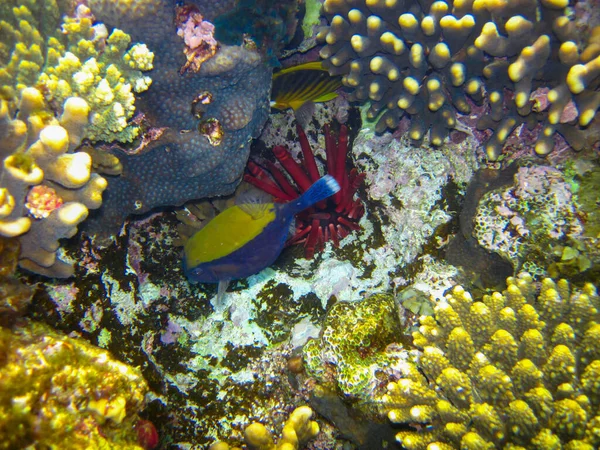 Морской Ежа Коралловом Рифе Красного Моря Хургада Египет — стоковое фото