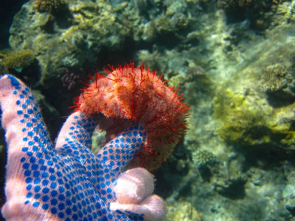 Oursin Mer Dans Récif Corallien Mer Rouge Hurghada Egypte — Photo