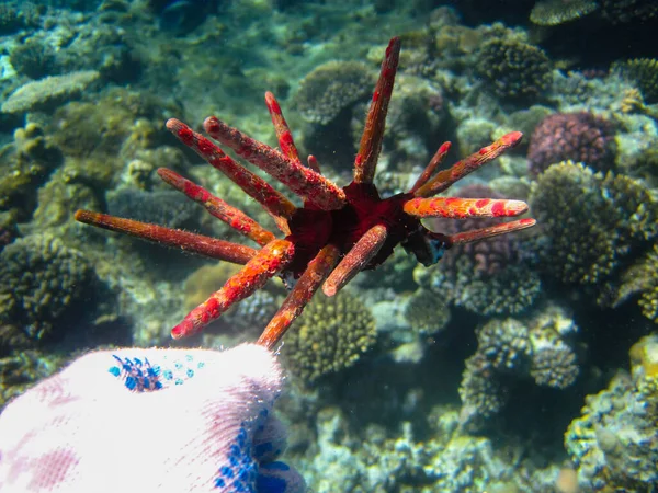 Oursin Mer Dans Récif Corallien Mer Rouge Hurghada Egypte — Photo