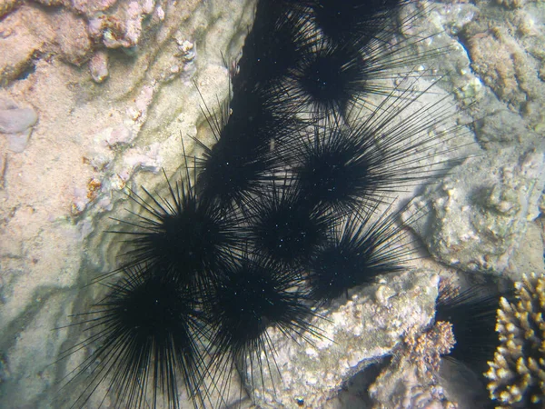 Sea Urchin Coral Reef Red Sea Hurghada Egypt — Stock Photo, Image