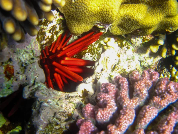 Ouriço Mar Recife Coral Mar Vermelho Hurghada Egito — Fotografia de Stock