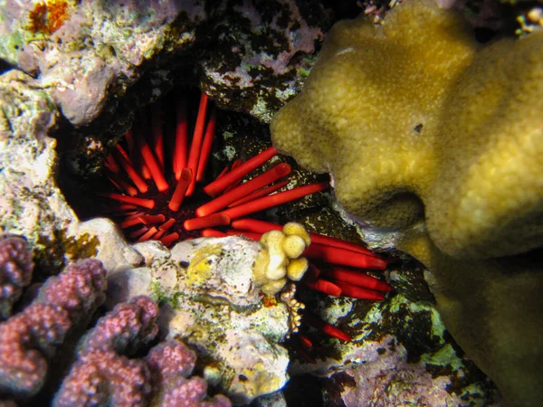 红海珊瑚礁中的海胆 埃及胡尔加达 — 图库照片