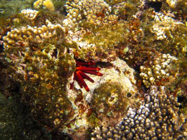 Kızıldeniz 'in mercan kayalıklarında deniz kestanesi, Hurghada, Mısır