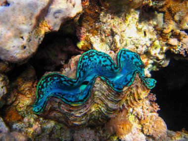 Tridacna gigas, dev tridacna, ya da Kızıl Deniz mercan resifindeki dev çarklı şapka, Hurghada, Mısır