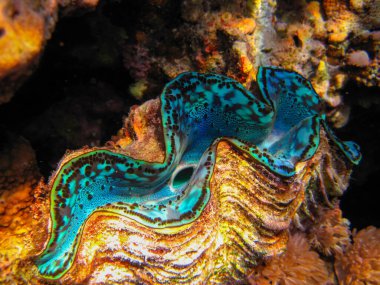 Tridacna gigas, dev tridacna, ya da Kızıl Deniz mercan resifindeki dev çarklı şapka, Hurghada, Mısır