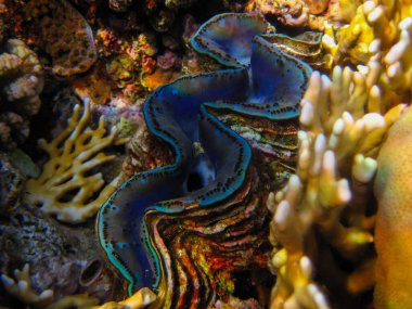 Tridacna gigas, dev tridacna, ya da Kızıl Deniz mercan resifindeki dev çarklı şapka, Hurghada, Mısır