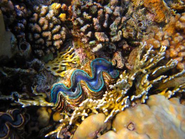 Tridacna gigas, dev tridacna, ya da Kızıl Deniz mercan resifindeki dev çarklı şapka, Hurghada, Mısır