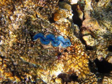 Tridacna gigas, dev tridacna, ya da Kızıl Deniz mercan resifindeki dev çarklı şapka, Hurghada, Mısır