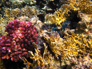 Tridacna gigas, dev tridacna, ya da Kızıl Deniz mercan resifindeki dev çarklı şapka, Hurghada, Mısır