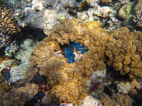 Tridacna Gigas Tridacna Gigante Chapéu Gigante Recife Coral Mar Vermelho — Fotografia de Stock