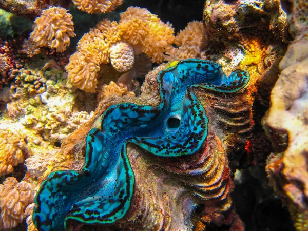 紅海のサンゴ礁 フルガダ エジプトの巨大な三角州 または巨大なチャットチャット — ストック写真