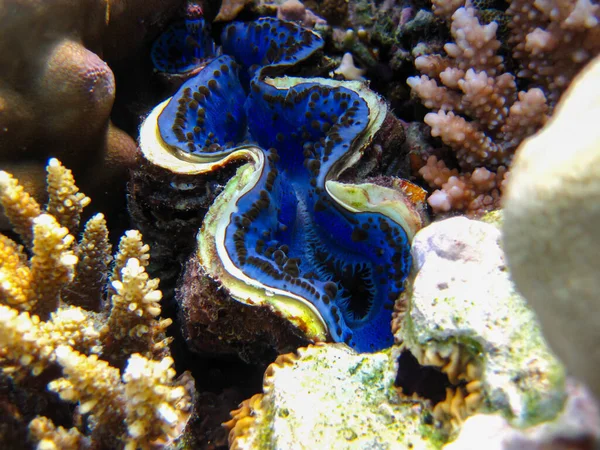 Tridacna Gigas Riesen Tridacna Oder Riesenhut Korallenriff Des Roten Meeres — Stockfoto