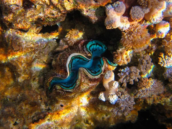 Tridacna gigas, dev tridacna, ya da Kızıl Deniz mercan resifindeki dev çarklı şapka, Hurghada, Mısır