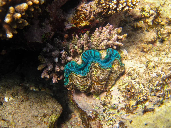 stock image Tridacna gigas, Giant tridacna, or giant cocked hat in the Red Sea coral reef, Hurghada, Egypt