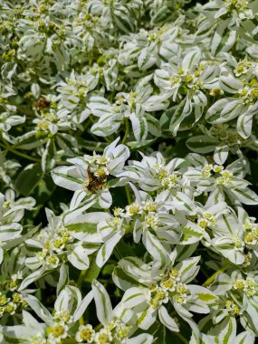 Beyaz çiçeklerden oluşan bir çayırda yabanarısı, Zmiev, Ukrayna