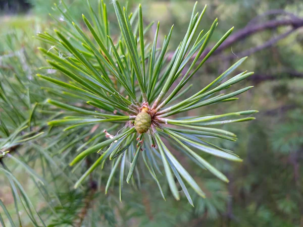 Small Cone Pine Tree Zmiev Ukraine — Stock Photo, Image