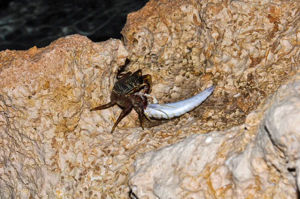 Kepiting Kecil Memakan Ikan Yang Ditangkapnya Tepi Laut Merah Sharm — Stok Foto