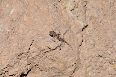 Otelin bölgesindeki kertenkele, Sharm El Sheikh, Mısır