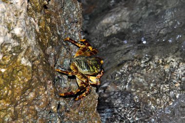 Kızıl Deniz yakınlarındaki bir kayanın üzerindeki yengeç, Sharm El Sheikh, Mısır