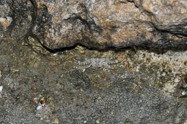 Kızıl Deniz yakınlarındaki bir kayanın üzerindeki yengeç, Sharm El Sheikh, Mısır