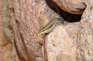 Otelin bölgesindeki kertenkele, Sharm El Sheikh, Mısır