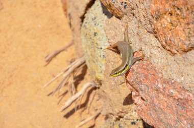Otelin bölgesindeki kertenkele, Sharm El Sheikh, Mısır