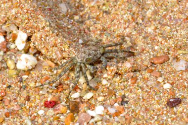 Kızıl Deniz yakınlarındaki bir kayanın üzerindeki yengeç, Sharm El Sheikh, Mısır