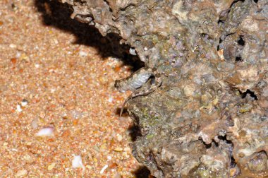 Periophthalmus veya Kızıl Deniz 'deki Mudskipper, Sharm El Sheikh, Mısır