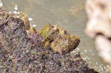 Periophthalmus veya Kızıl Deniz 'deki Mudskipper, Sharm El Sheikh, Mısır