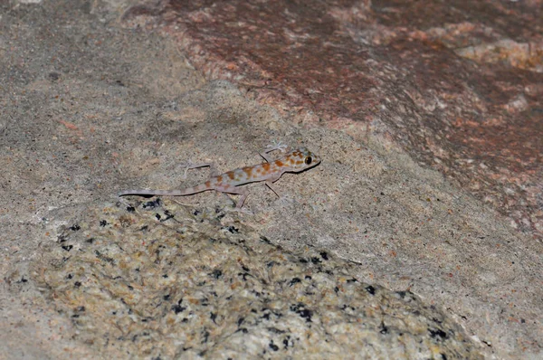Lizard Στο Έδαφος Του Ξενοδοχείου Sharm Sheikh Αίγυπτος — Φωτογραφία Αρχείου