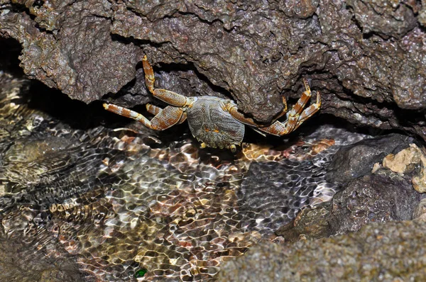 埃及沙姆沙伊赫红海附近的一块岩石上的螃蟹 — 图库照片