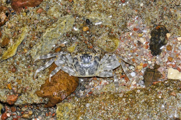 埃及沙姆沙伊赫红海附近的一块岩石上的螃蟹 — 图库照片