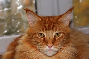 Zencefilli Maine Rakun 'un portresi, adı Archibald, Harkiv, Ukrayna