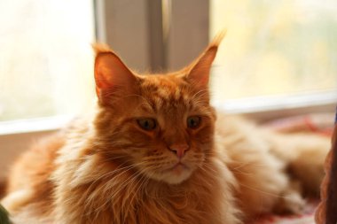 Zencefilli Maine Rakun 'un portresi, adı Archibald, Harkiv, Ukrayna