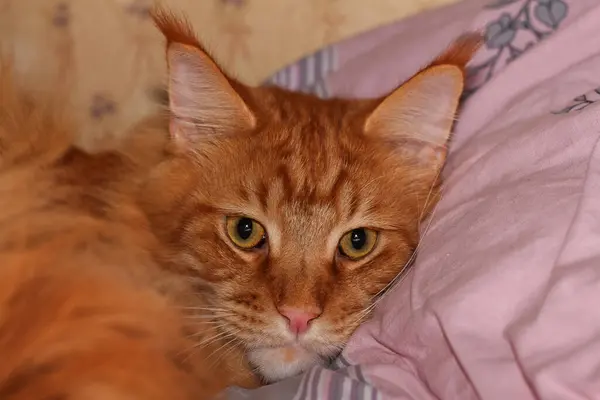 乌克兰哈尔科夫 Archibald 一只名叫Maine Coon的生姜猫的肖像 — 图库照片