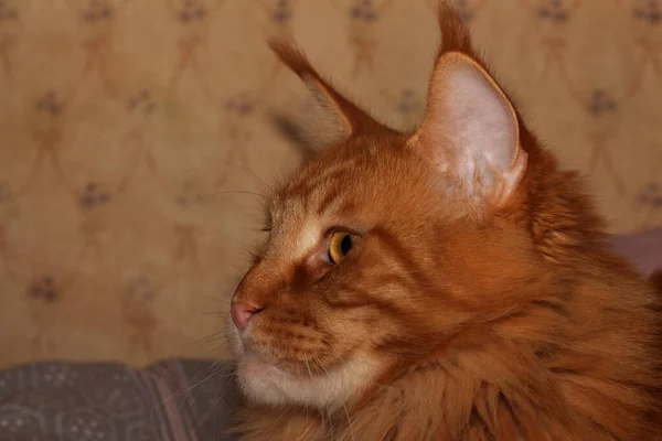 Portrait Ginger Maine Coon Cat Named Archibald Kharkiv Ukraine — Stock Photo, Image
