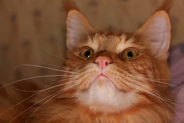 乌克兰哈尔科夫 Archibald 一只名叫Maine Coon的生姜猫的肖像 — 图库照片