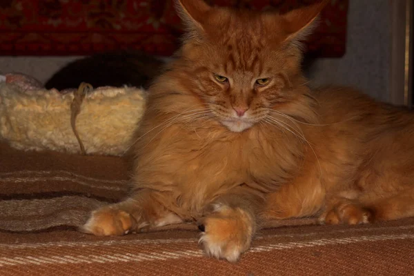 우크라이나 하르키우의 발드라는 이름의 진저메인 고양이의 — 스톡 사진