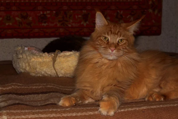 stock image Portrait of a ginger Maine Coon cat named Archibald, Kharkiv, Ukraine