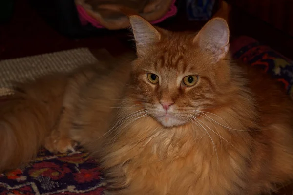 stock image Portrait of a ginger Maine Coon cat named Archibald, Kharkiv, Ukraine